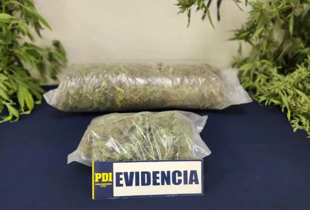 Pdi Incaut Kilos De Cannabis Tras Denuncia An Nima En Placilla